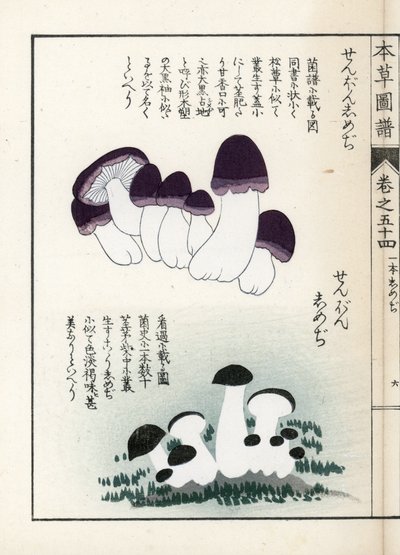 Svampar: olika sorters shimeji (ätliga) - japanskt tryck av Kanen Iwasaki (1786-1842), från Honzo Zufu, illustrativ guide till medicinalväxter av Unbekannter Künstler