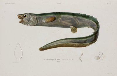 Natacanthus nasus, Island, tidigt 1800-tal av Unbekannter Künstler
