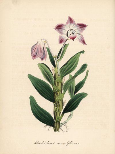 Dendrobium moniliforme, orkidé med halsbandsstjälk eller sekikoku-orkidé. Handkolorerad zinkograf av C. Chabot tecknad av Miss M. A. Burnett från hennes "Plantae Utiliores: or Illustrations of Useful Plants," Whittaker, London av Unbekannter Künstler