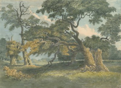 Needwood - Oak Tree: akvarellmålning, nd [?1800-talet] av Unbekannt