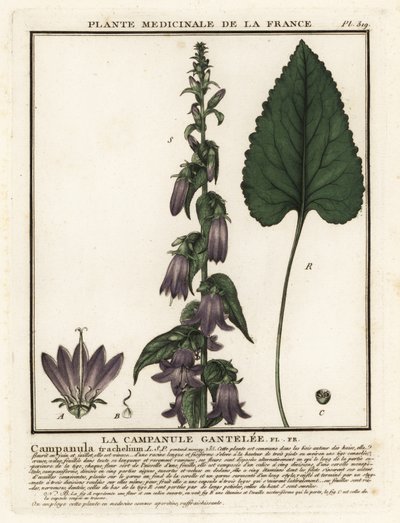 Nässelbladig klockblomma, Campanula trachelium. av Unbekannter Künstler