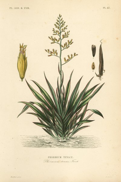 Nyzeeländsk lin eller harekeke, Phormium tenax, Phormium tenax av Unbekannt