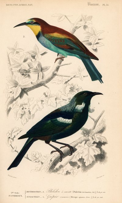 Nyzeeländsk tui, Prosthemadera novaeseelandiae, och europeisk biätare, Merops apiaster. Handkolorerad gravyr av Fournier efter en illustration av Edouard Travies från Charles d