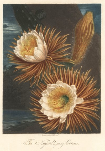 Nattblomning av drakfruktsväxten eller pitaya Starkt vatten, extraherat från The Temple of Flora, av Dr. Robert Thornton (1768-1837) av Unbekannter Künstler