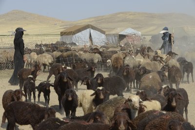 Nomadtält mellan Tamar och Ashkhaneh, Iran 2022 (fotografi) av Unbekannter Künstler