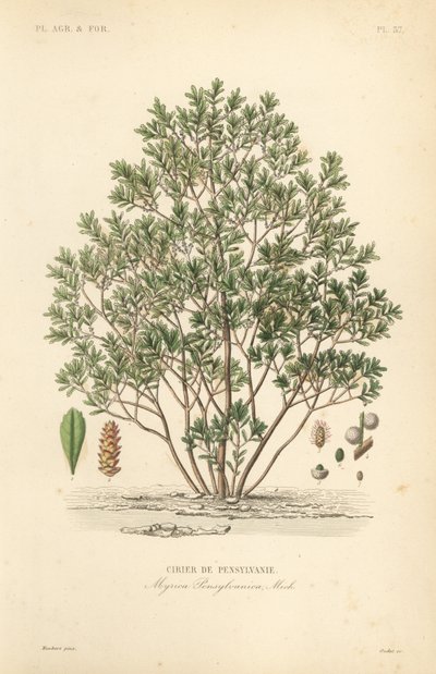 Norrbärsbär, Myrica pensylvanica, cirier de pensylivanie av Unbekannt