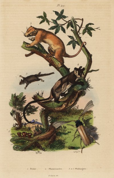 Northern common cuscus, Phalanger orientalis 3, gulbukad segelflygare, Petaurus australis 4, fjäderstjärtsflygare, Acrobates pygmaeus 5, Peziza svampar 1 och Psygmatocerus wagleri skalbagge 2 av Unbekannt