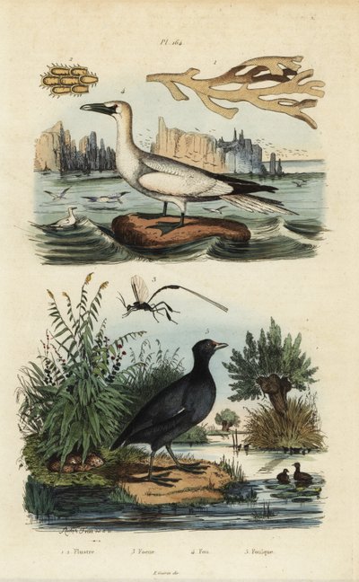 Nordsula, Morus bassanus 4, sothöns, Fulica rufifrons 5, Flustra foliacea tång 1,2 och Gasteruption geting 3 av Unbekannt