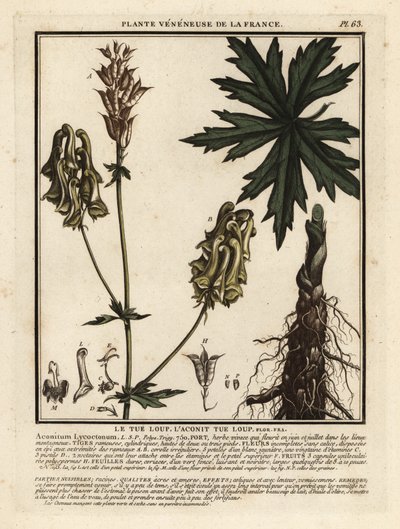 Nordlig vargbana, Aconitum lycoctonum. av Unbekannter Künstler