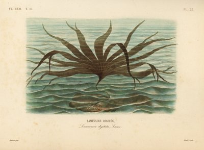 Rågräs, Laminaria digitata, Finger Kelp av Unbekannt