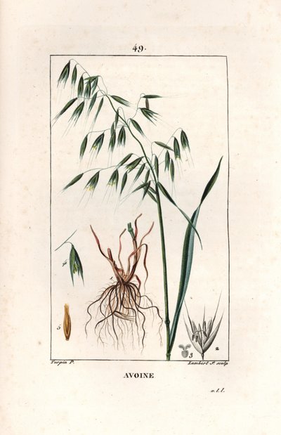 Oats Cultivee eller bysantinsk havre - Gravyr av Lambert fils, efter en teckning av Pierre Jean Francois Turpin (1775-1840), hämtad från La flore medicale, av Chaumeton, Poiret et Chamberet, Paris 1830 - Havre, Avena sativa - Gravyr av Lambert fils efter e av Unbekannter Künstler