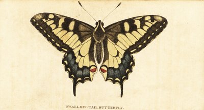 Old World swallowtail, Papilio machaon., 1800 (gravyr) av Unbekannter Künstler