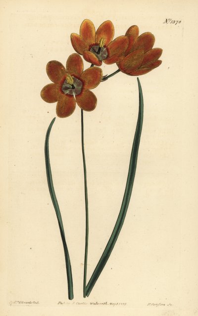 Orage kolurid monadelfous ixia, Ixia monadelfus av Unbekannt
