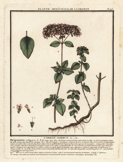 Oregano eller vild mejram, Origanum vulgare. av Unbekannter Künstler