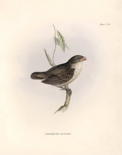 Ornitologi: "Camarhynchus psittaculus or Geospize psittacin" Beskrivning av en tätting av Charles Darwin (1809-1882) som observerades under hans expedition ombord på Beagle. Plansch från "The zoology of the voyage of H.M.S. Beagle. Flyg. III, Fåglar beskri av Unbekannter Künstler
