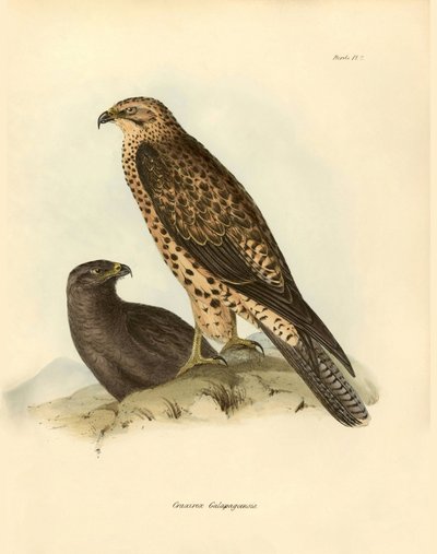 Ornitologi: "Craxirex Galapagoensis" munstycke från Galapagos beskrivet av Charles DarWin (1809-1882) under hans expedition ombord på Beagle. Plansch från "Birds described by John Gould, with notice of their habits by Charles Darwin av Unbekannter Künstler