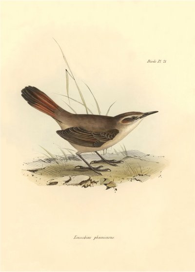 Ornitologi: "Eremobius phoenicurus" beskrevs av Charles Darwin under hans expedition ombord på Beagle. Plansch från "The zoology of the voyage of H.M.S. Beagle. Flyg. III, Fåglar beskrivna av John Gould, med notiser om deras vanor av Charles Darwin av Unbekannter Künstler