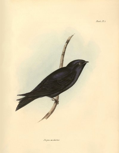Ornitologi: "Progne modestus" av familjen svalor beskriven av Charles Darwin under hans expedition ombord på Beagle. Plansch från "The zoology of the voyage of H.M.S. Beagle. Flight. III, Birds described by John Gould, with notice of their habits by Ch av Unbekannter Künstler
