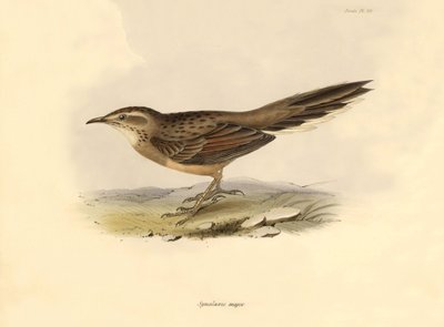 Ornitologi: "Synallaxis major" beskrevs av Charles Darwin under hans expedition ombord på Beagle. Plansch från "The zoology of the voyage of H.M.S. Beagle. Flyg. III, Fåglar beskrivna av John Gould, med notiser om deras vanor av Charles Darwin av Unbekannter Künstler