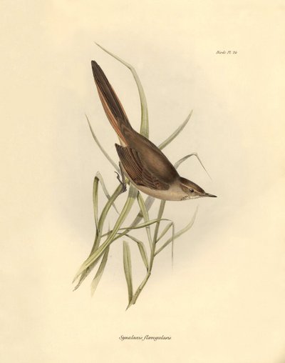 Ornitologi: "Synallaxis rufogularis" beskriven av Charles Darwin under hans expedition ombord på Beagle. Plansch från "The zoology of the voyage of H.M.S. Beagle. Flight. III, Fåglar beskrivna av John Gould, med notiser om deras vanor av Charles Darwin av Unbekannter Künstler