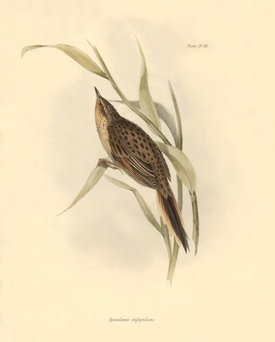 Ornitologi: "Synallaxis rufogularis" beskriven av Charles Darwin under hans expedition ombord på Beagle. Plansch från "The zoology of the voyage of H.M.S. Beagle. Flight. III, Fåglar beskrivna av John Gould, med notiser om deras vanor av Charles Darwin av Unbekannter Künstler