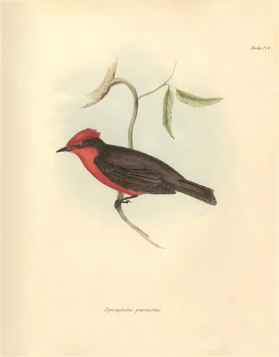 Ornitologi: "Pyrocephalus parvirostris" av den fågelfamilj som beskrevs av Charles Darwin under hans upptäcktsresa ombord på Beagle. Plansch från "The Zoology of the voyage of H.M.S. Beagle under befäl av kapten Fitzroy under åren 1832 t av Unbekannter Künstler