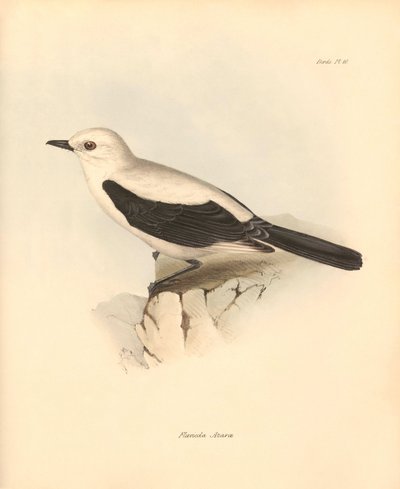 Ornitologi: "Fluvicola azarea" eller flugsnapparen som beskrevs av Charles Darwin under hans upptäcktsresa ombord på Beagle. Plansch från "The Zoology of the voyage of H.M.S. Beagle under the command of Captain Fitzroy during the years 1832 to 1836 edited av Unbekannter Künstler