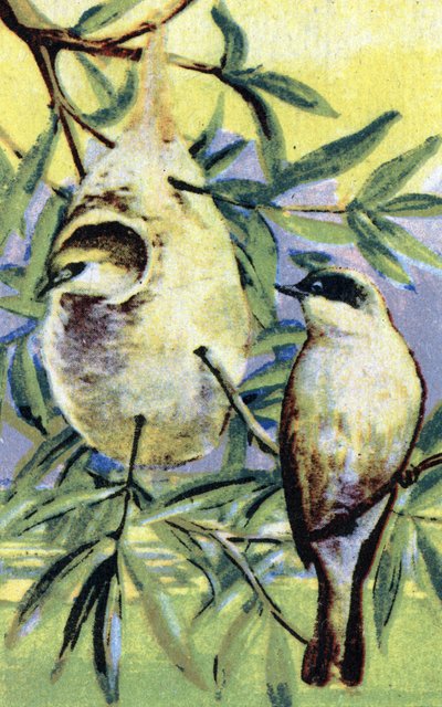 Ornitologi: remiz (Remiz pendulinus) (Eurasisk pendulit) Kromolitografi 19:e århundradet Privat samling av Unbekannter Künstler