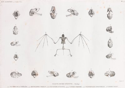Osteologi av fladdermöss i Egypten av Unbekannt