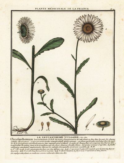 Oxöga tusensköna, Leucanthemum vulgare. av Unbekannter Künstler