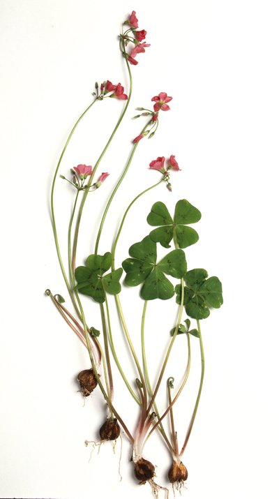 Oxalis tetraphylla/Oxalis deppei/Oxalid of Deppe av Unbekannt