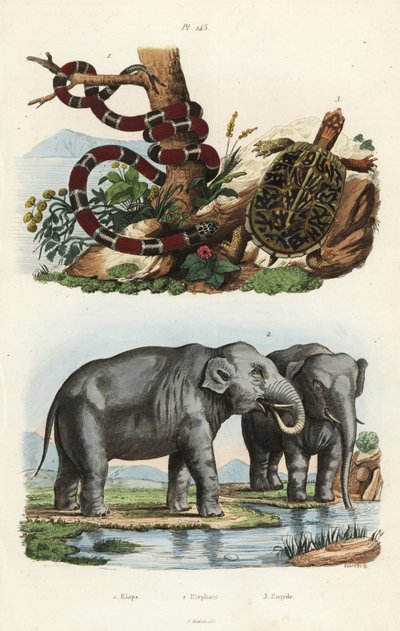 Målad korallorm, Micrurus corallinus 1, indisk elefant, Elephas maximus indicus 2 och vanlig lådsköldpadda, Terrapene carolina 3 av Unbekannt