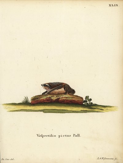 Målad ullfladdermus, Kerivoula picta. Vespertilio pictus Linn. Handkolorerat kopparstick av Jakob Andreas Eisenmann efter en illustration av Jacques de Seve. ur Johann Christian Daniel Schrebers Djurillustrationer efter naturen, eller Schrebers F av Unbekannter Künstler