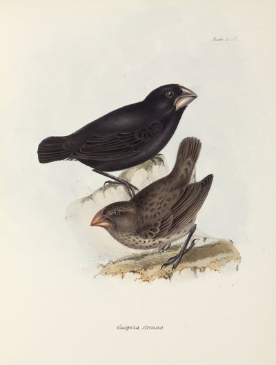 Finkarpar, Galapagosöarna, c 1832-1836 av Unbekannt