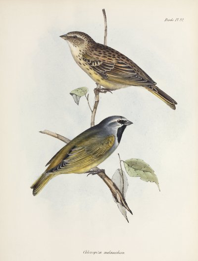 Par sparvar eller finkar, c 1832-1836 av Unbekannt