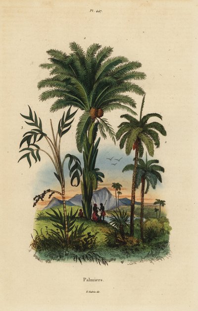 Palmer: dadelpalm, Phoenix dactylifera 1, Attalea art 2 och Geonoma art 3 av Unbekannt