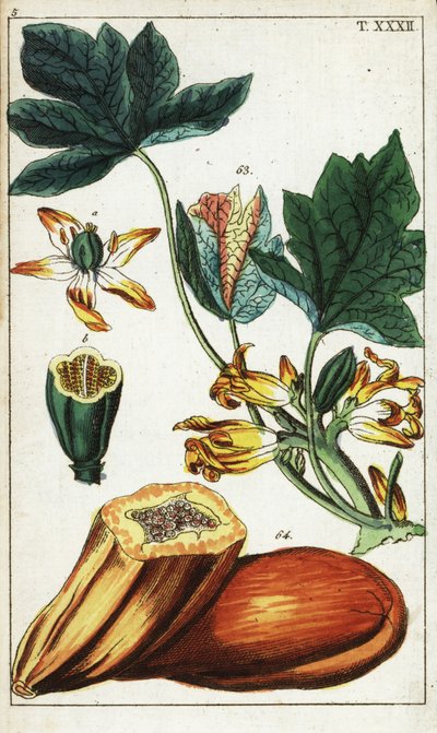 Papayafrukt, avsnitt, blommor och blad, Carica papaya. av Unbekannter Künstler