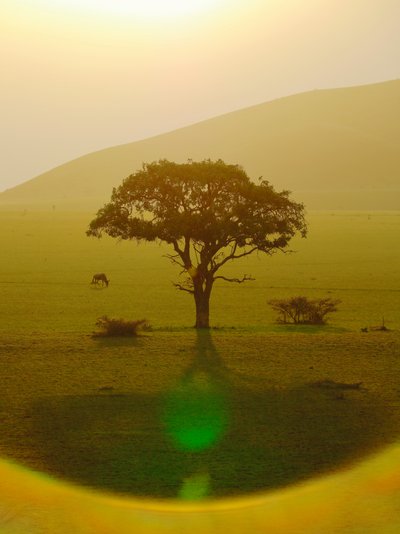 Paradiset efter regnet, Chyulu Hills, 2018 (bild) av Unbekannter Künstler