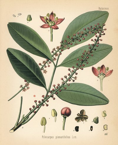 Paraguay jaborandi, Pilocarpus pennatifolius. Kromolitografi efter en botanisk illustration av Walther Muller från Hermann Adolph Koehler
