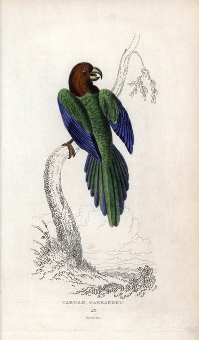Parakit pumpadour, Prosopeia tabuensis. Psittacus tabuensis. Litografi av Joseph Kidd, baserad på en teckning av John Audubon, i Miscellany of Natural History: Parrots, Sir Thomas DiK Lauder and Captain Thomas Brown, utgiven i Edinburgh, Skottland, år 183 av Unbekannter Künstler
