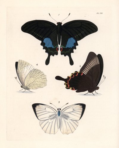 Påfågelsfjäril, Papilio paris 1,2, och fläckig emigrant, Catopsilia pyranthe 3.4. Handkolorerad litografi från John O. Westwoods nya utgåva av Dru Drury