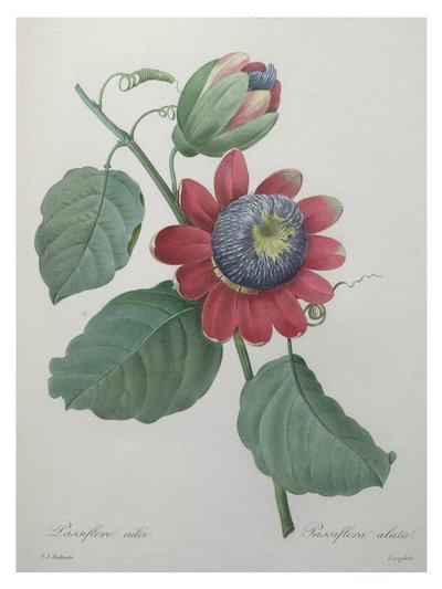 Passionsblomma av Unbekannt