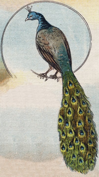 Påfågel. Gravyr i "Alphabet de ma petite fille". Bernardin-Bechet och Fils, bokhandlare-förlag, Paris, omkring 1895. Okrossbart album på duk. Bibliotheque des Bebes. 12 sidor. Album innehållande en läsmetod och en illustrativ abecedary. Dämpa: av Unbekannt