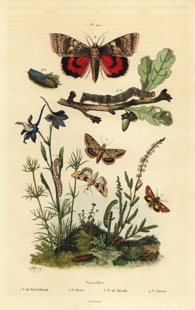 Ärtblom, Periphanes delphinii 1, bomullsbollmask, Helicoverpa armigera 2, gul undervinge, Anarta myrtilli 3 och stor gul undervinge, Noctua pronuba, larv och puppa 4. Noctuelles fjärilar av Unbekannt