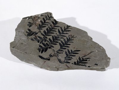 Pecopteris (Gymnosperm Frond) hittad i Camerton, Somerset, Upper Carboniferous Period (foto) av Unbekannt