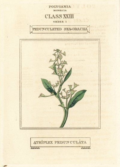 Pedunkulärt havsporslin, Atriplex pedunculata. Handkolorerat kopparstick efter en illustration av Richard Duppa från hans The Clours and Orders of the Linnaean System of Botany, Longman, Hurst, London av Unbekannter Künstler