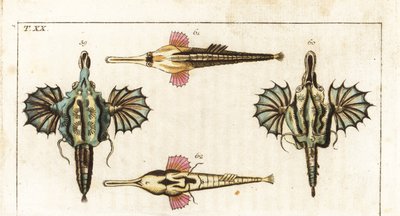 Pegase (eller liten drakfisk) - långsvansad fjärilsfisk - Kort drakfisk, Eurypegasus draconis 59,60, och långsvansad fjärilsfisk, Pegasus volitans 61,62. Handkolorerat kopparstick från Gottlieb Tobias Wilhelms Encyclopedia of Natural History: Fiskar av Unbekannter Künstler
