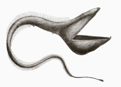 Pelican Eel eller Eurypharynx pelecanoides, en djuphavsfisk som sällan ses av människor, från 