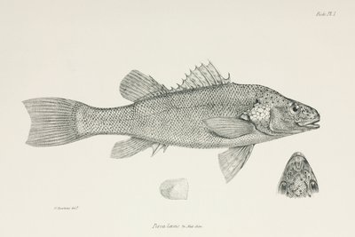 Abborre, ca 1832-1836 av Unbekannt