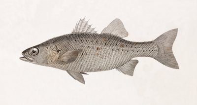 Perche Noct, närbild av Unbekannt